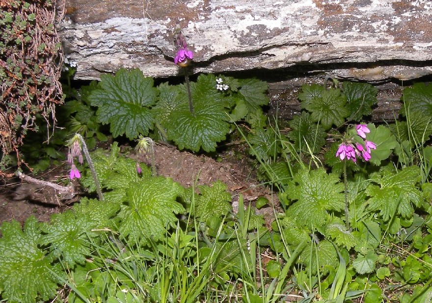 Primula matthioli (=Cortusa matthioli) / Cortusa di Mattioli